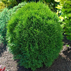 Туя западная Литл Гиант "Little Giant"